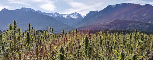 The benefits of hemp